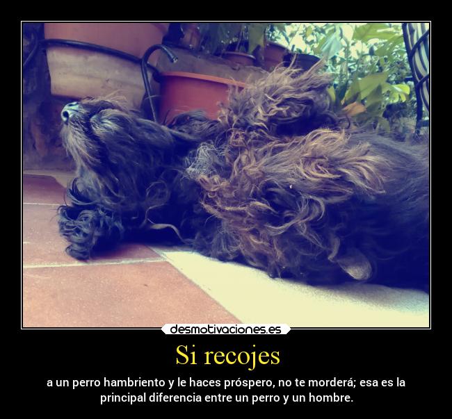 Si recojes - 