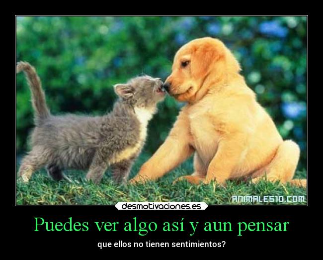 Puedes ver algo así y aun pensar - que ellos no tienen sentimientos?