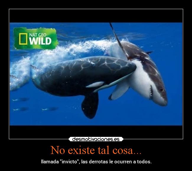 carteles animales naturaleza vida mundo angelexterminador yalapuseantes orca tiburon blanco desmotivaciones