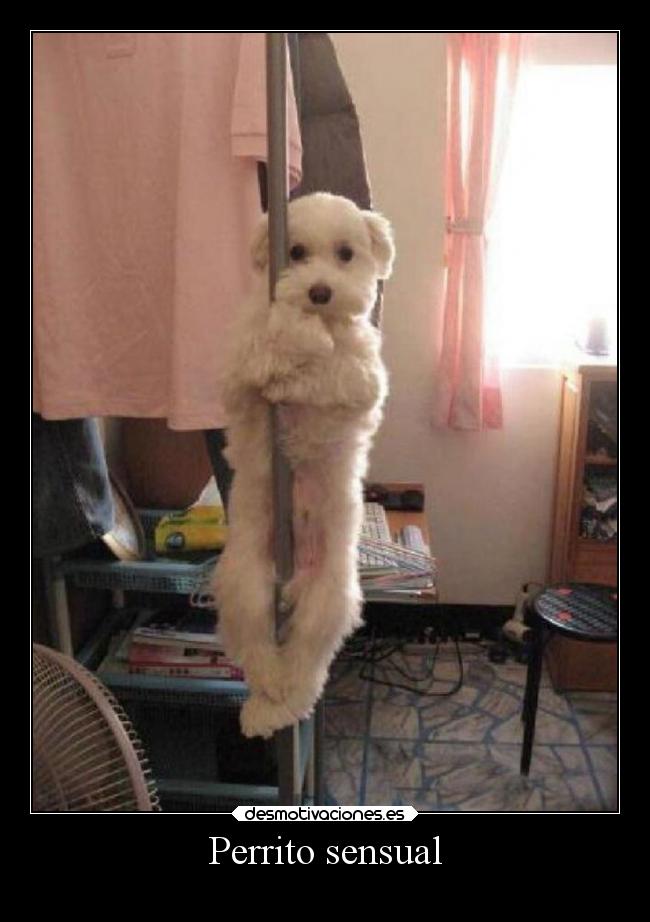 Perrito sensual - 