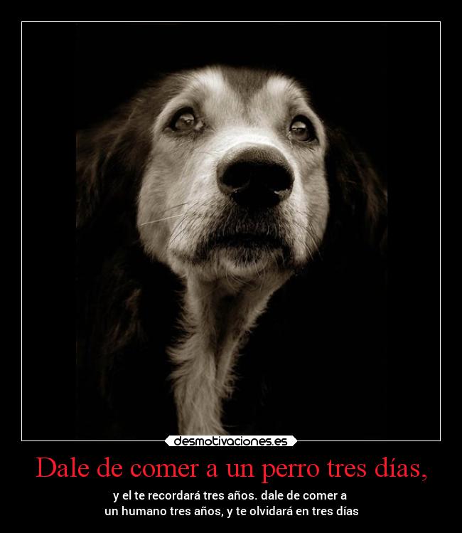 Dale de comer a un perro tres días, - y el te recordará tres años. dale de comer a 
un humano tres años, y te olvidará en tres días