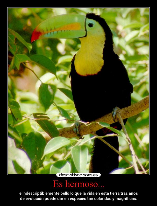 carteles animales vida naturaleza mundo angelexterminador especial zoo tucan desmotivaciones