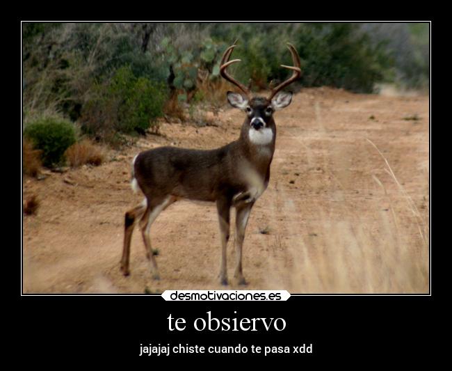 te obsiervo - 