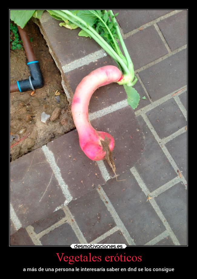 Vegetales eróticos - a más de una persona le interesaría saber en dnd se los consigue