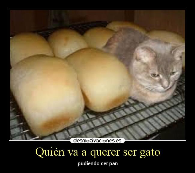 Quién va a querer ser gato - pudiendo ser pan