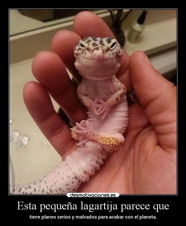 Esta pequeña lagartija parece que -