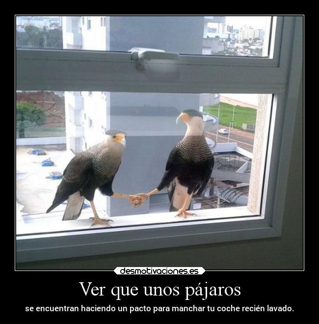Ver que unos pájaros - 