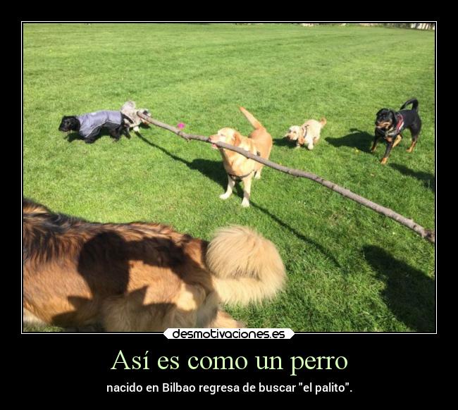 Así es como un perro -