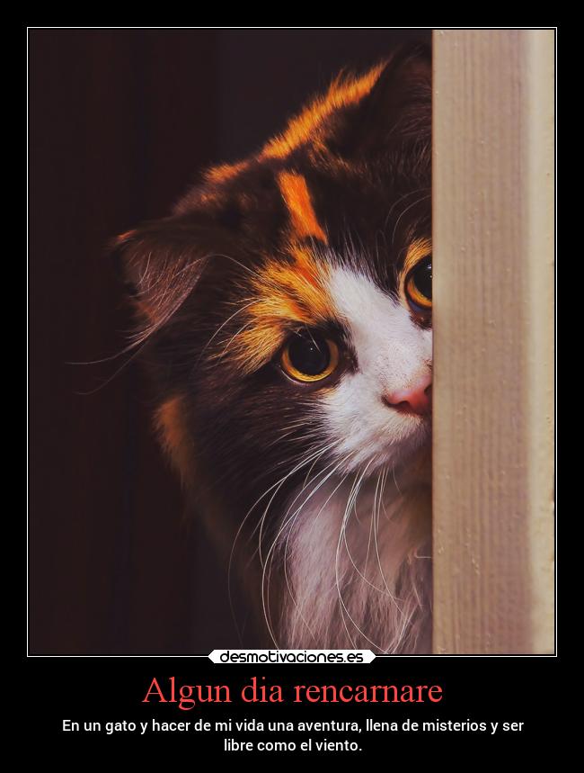 Algun dia rencarnare - En un gato y hacer de mi vida una aventura, llena de misterios y ser
libre como el viento.