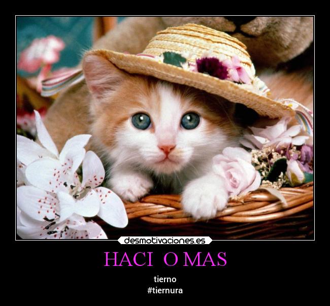 HACI  O MAS - tierno
#tiernura