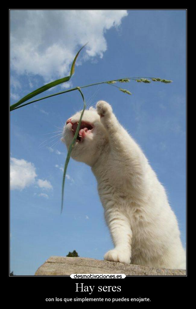 Hay seres - con los que simplemente no puedes enojarte.