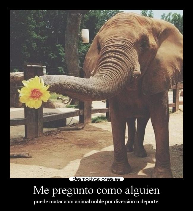 Me pregunto como alguien - puede matar a un animal noble por diversión o deporte.