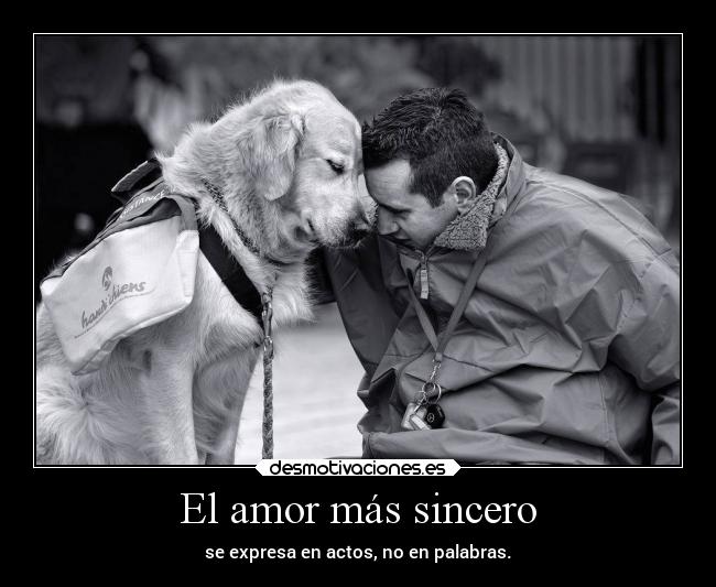 carteles amor animales familia frases mascotas desmotivaciones