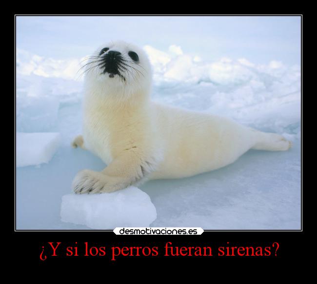 ¿Y si los perros fueran sirenas? -