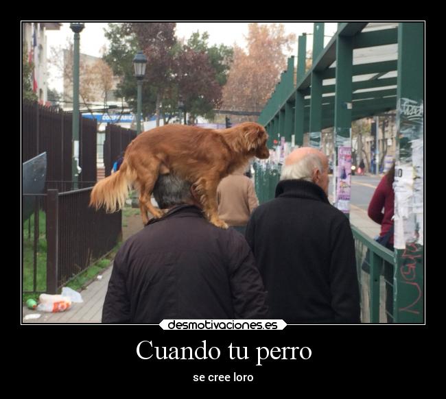 carteles animales desmotivaciones