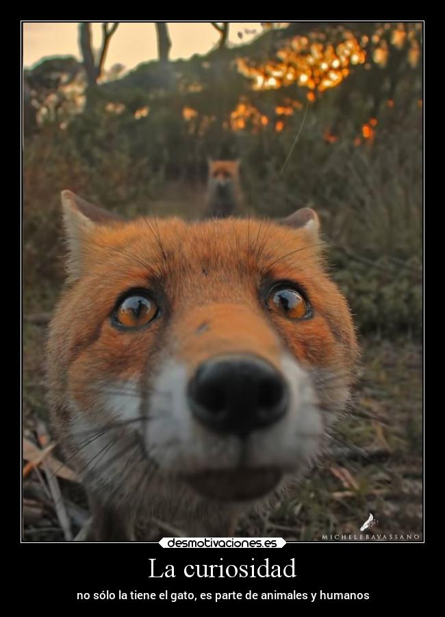 La curiosidad - 