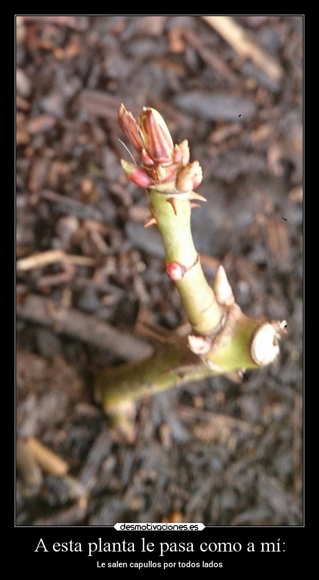 A esta planta le pasa como a mí: - Le salen capullos por todos lados