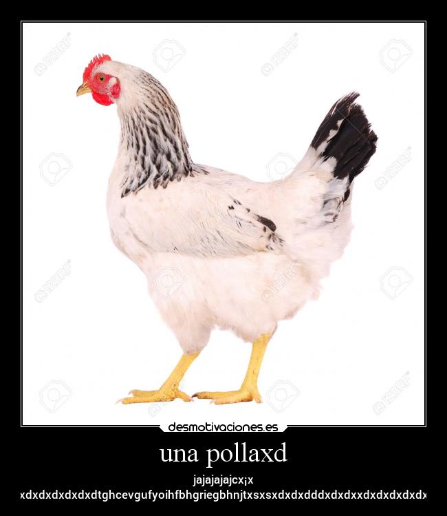 una pollaxd -