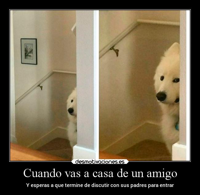 carteles casa humor perro amigo desmotivaciones