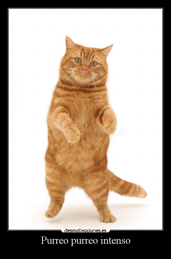 Purreo purreo intenso - 