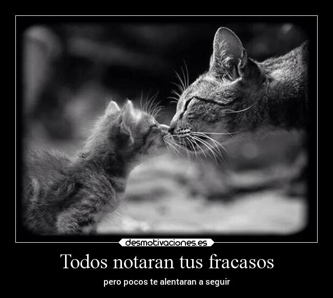 carteles gatos vida motivaciones frases desmotivaciones