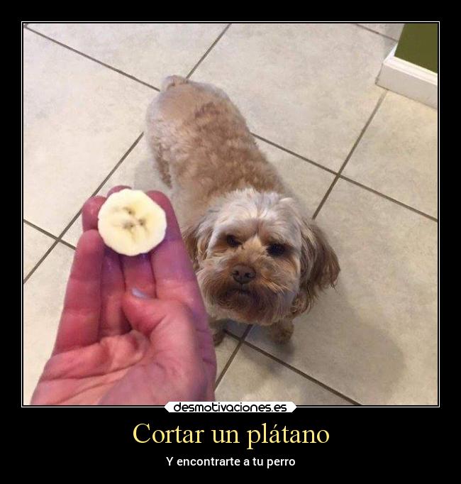 carteles humor perro platano desmotivaciones