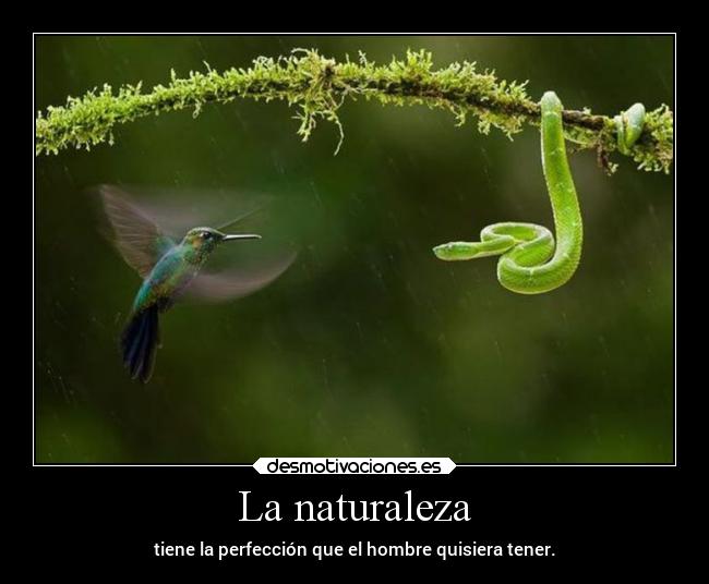 La naturaleza - tiene la perfección que el hombre quisiera tener.
