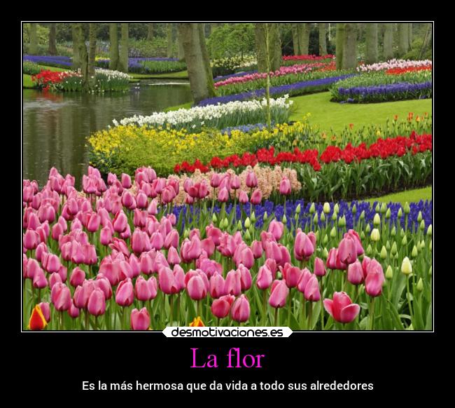 La flor - Es la más hermosa que da vida a todo sus alrededores