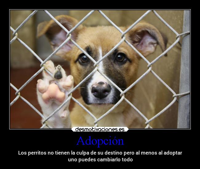 Adopción - Los perritos no tienen la culpa de su destino pero al menos al adoptar
uno puedes cambiarlo todo