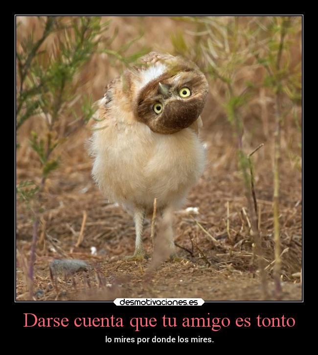 Darse cuenta que tu amigo es tonto - lo mires por donde los mires.