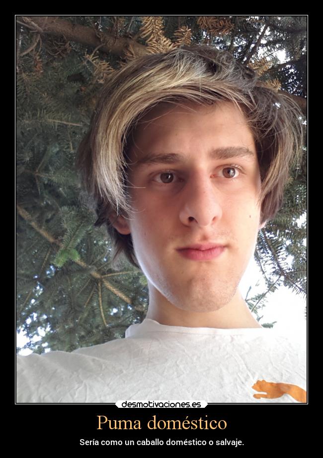 Puma doméstico - Sería como un caballo doméstico o salvaje.