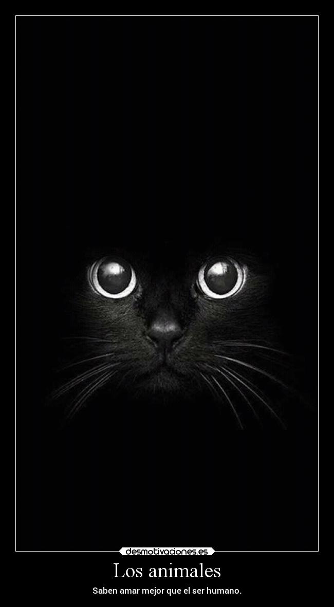 Los animales - 