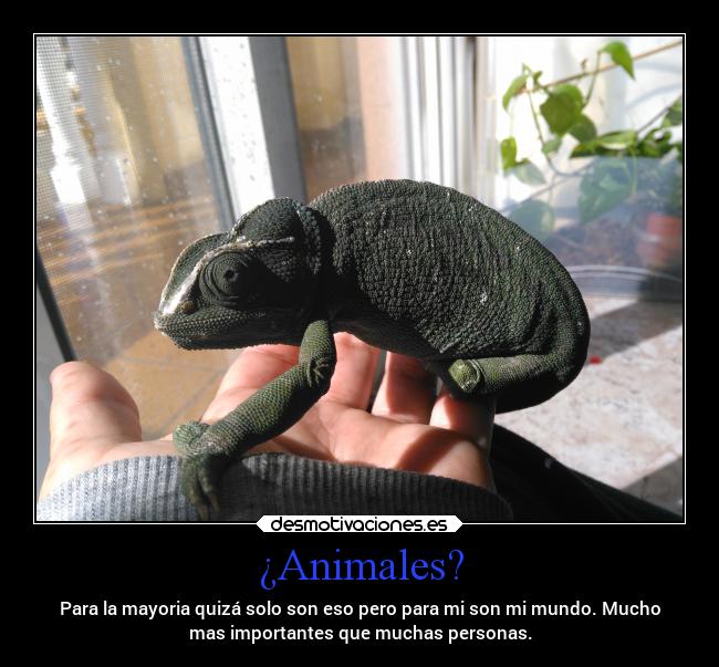 ¿Animales? - Para la mayoria quizá solo son eso pero para mi son mi mundo. Mucho
mas importantes que muchas personas.