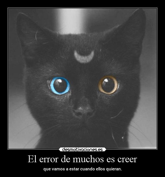 carteles animales vida dolor confianza caracter amigos amistad gatos laurasimpson11 desmotivaciones