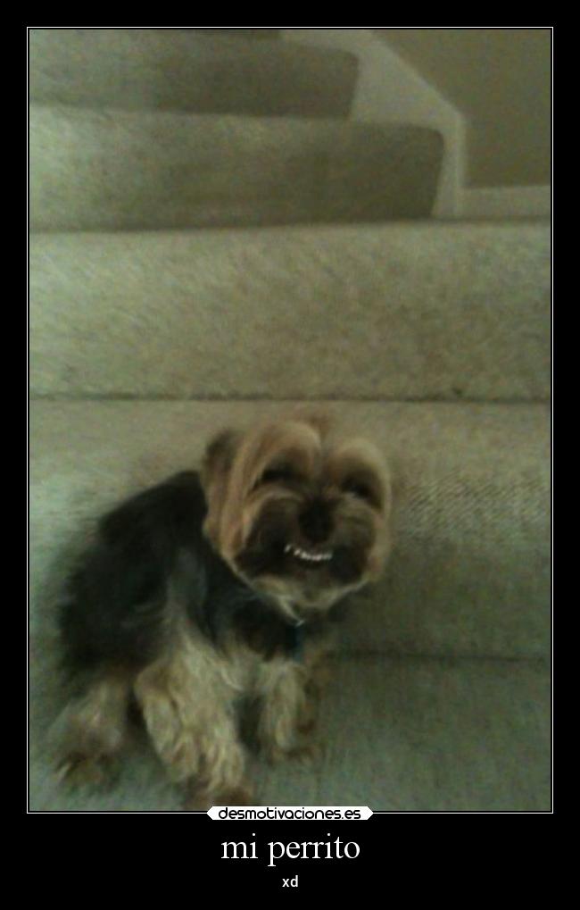 mi perrito - xd