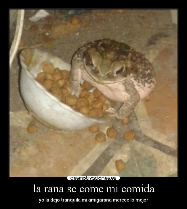 la rana se come mi comida - yo la dejo tranquila mi amigarana merece lo mejor