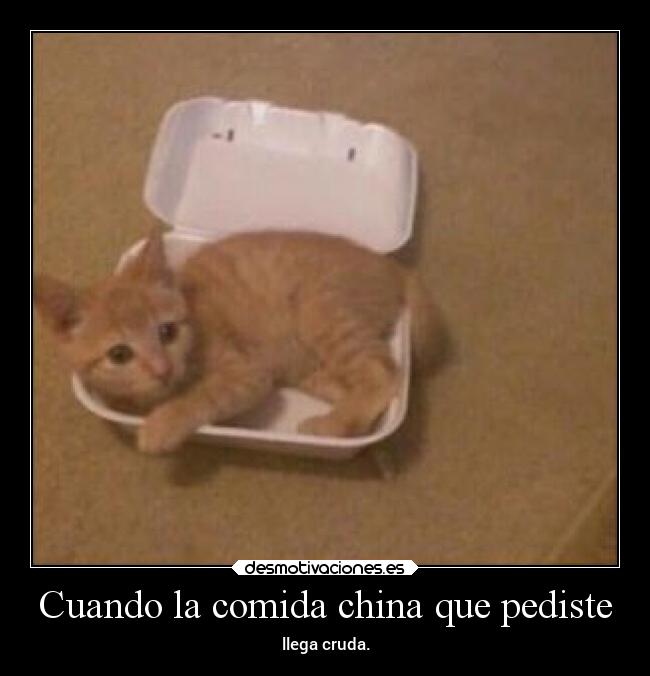 carteles comida gatos desmotivaciones