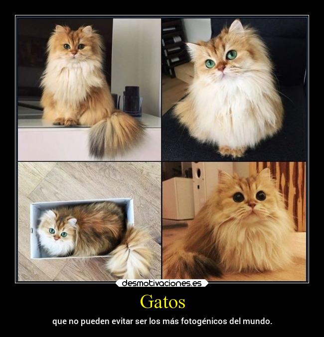 Gatos - 