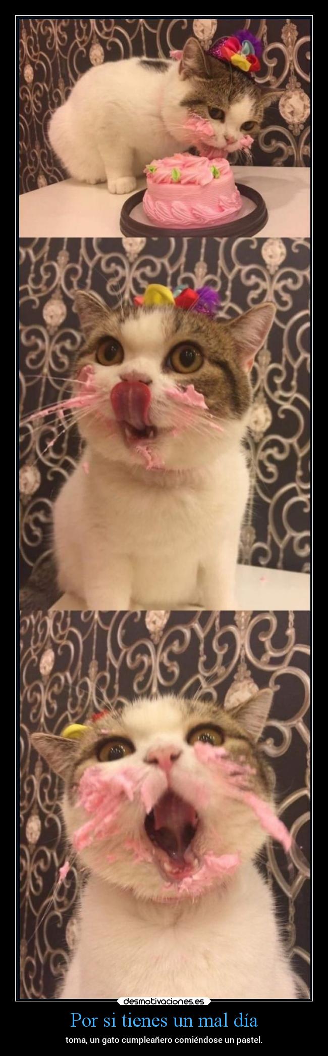 Por si tienes un mal día - toma, un gato cumpleañero comiéndose un pastel.
