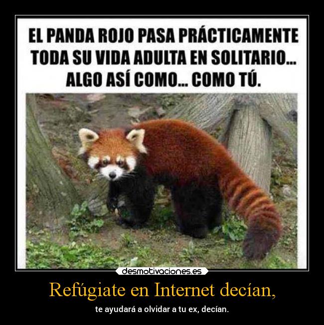 Refúgiate en Internet decían, - te ayudará a olvidar a tu ex, decían.