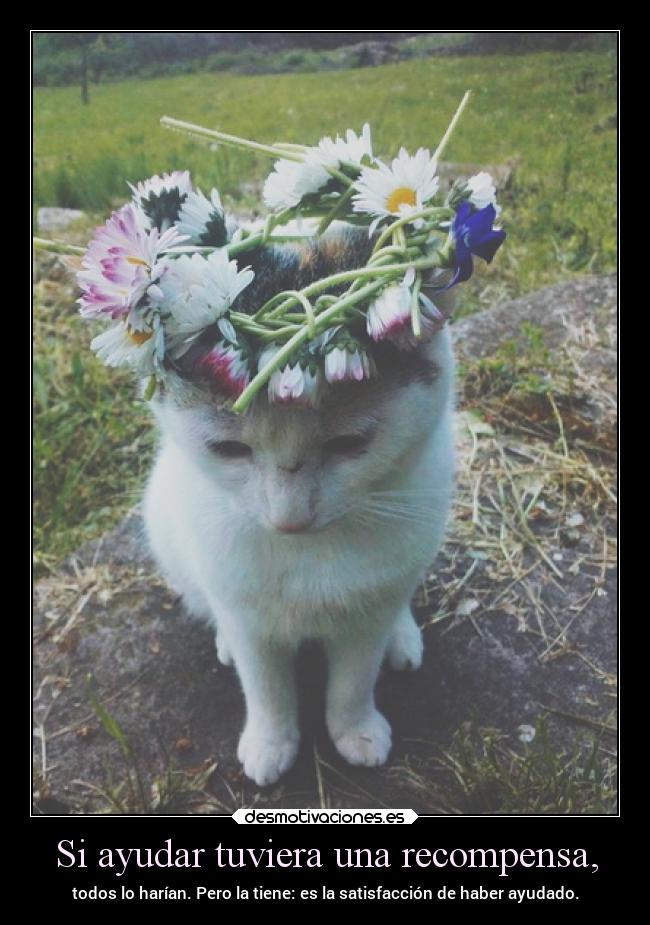 carteles vida cats tengoqdejardeborrar desmotivaciones