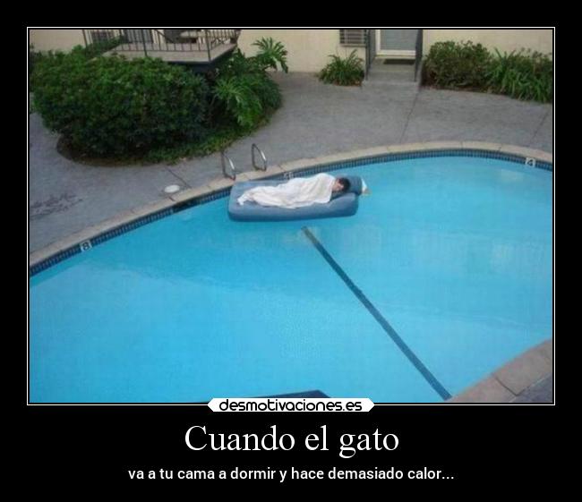 Cuando el gato - 