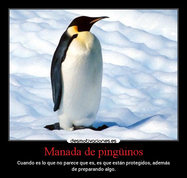 Manada de pingüinos - Cuando es lo que no parece que es, es que están protegidos, además
de preparando algo.