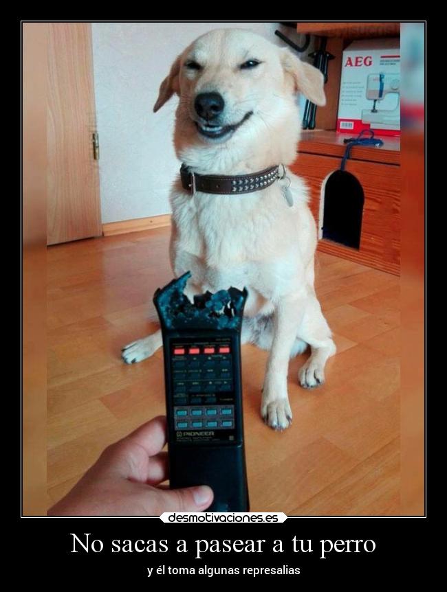 No sacas a pasear a tu perro -