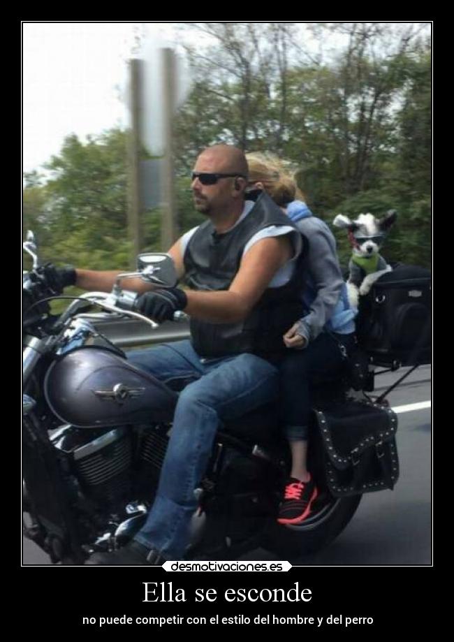 carteles animales desmotivaciones