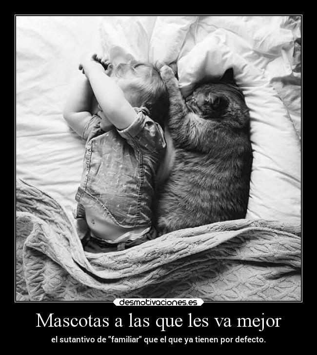 Mascotas a las que les va mejor - 