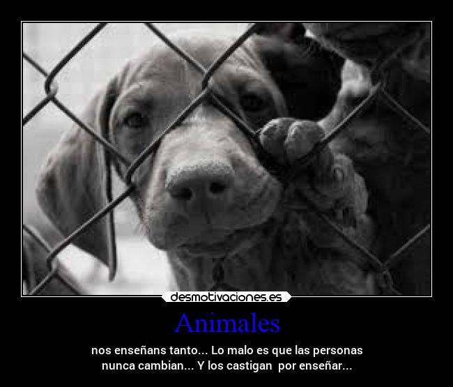 Animales - nos enseñans tanto... Lo malo es que las personas
nunca cambian... Y los castigan  por enseñar...