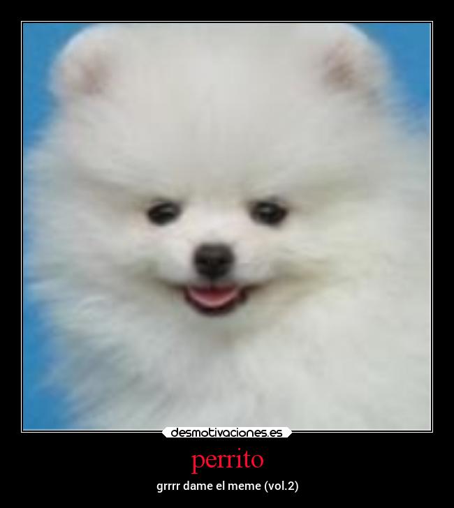perrito -