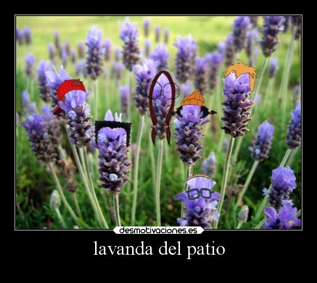 lavanda del patio -