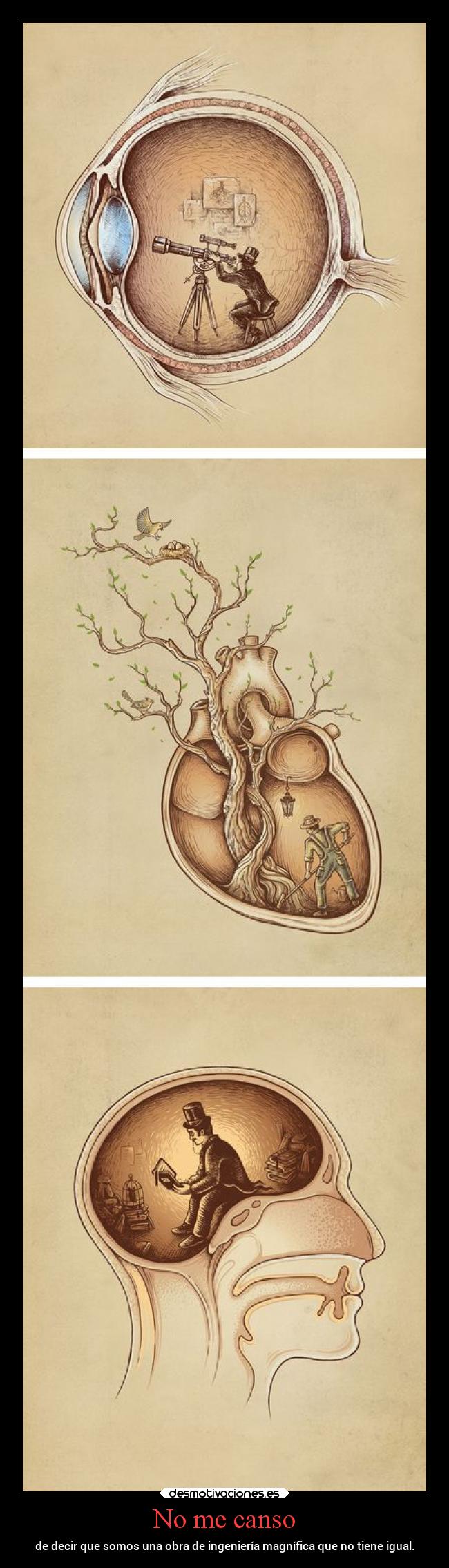 No me canso - de decir que somos una obra de ingeniería magnífica que no tiene igual.